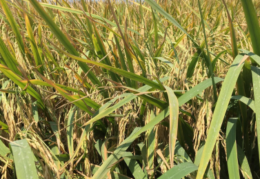 برنج شیرودی چیست؟