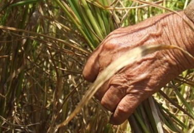 تفاوت برنج کشت اول و کشت دوم